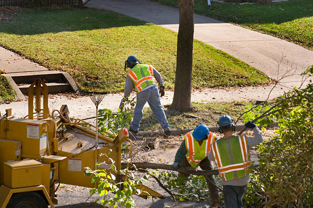 Best Tree Trimming Near Me  in USA